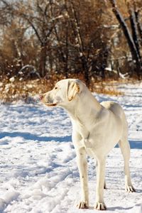 Preview wallpaper dog, friend, snow, autumn