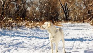 Preview wallpaper dog, friend, snow, autumn