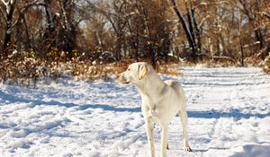 Preview wallpaper dog, friend, snow, autumn