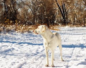 Preview wallpaper dog, friend, snow, autumn