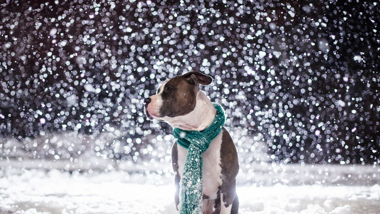 Wallpaper dog, friend, snow, scarf