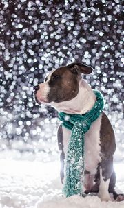 Preview wallpaper dog, friend, snow, scarf