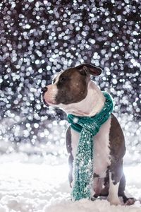 Preview wallpaper dog, friend, snow, scarf