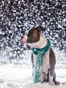 Preview wallpaper dog, friend, snow, scarf