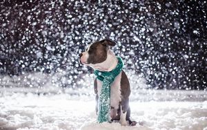 Preview wallpaper dog, friend, snow, scarf