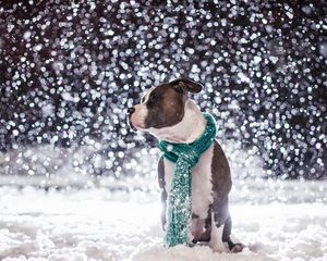 Preview wallpaper dog, friend, snow, scarf