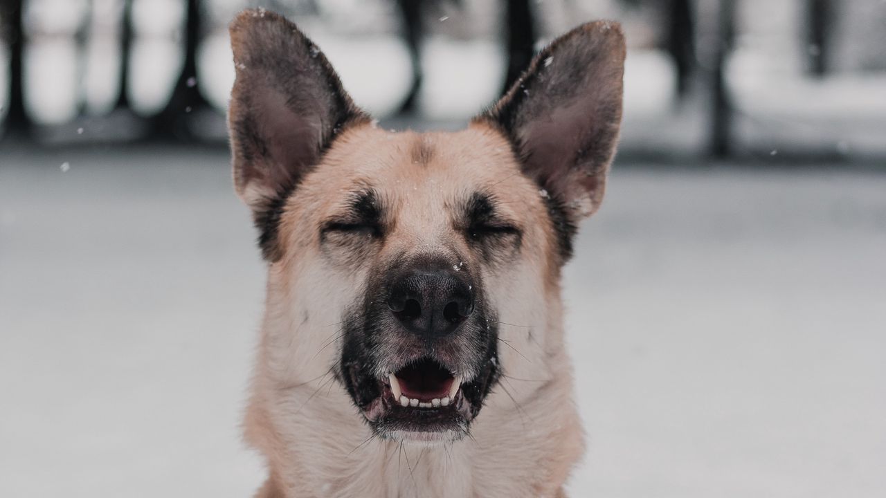Wallpaper dog, funny, cute, snow