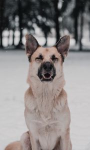 Preview wallpaper dog, funny, cute, snow