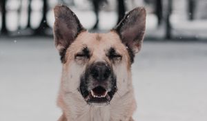 Preview wallpaper dog, funny, cute, snow