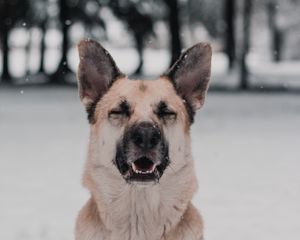 Preview wallpaper dog, funny, cute, snow