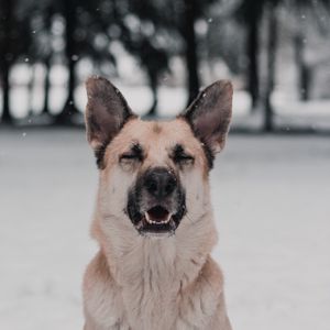 Preview wallpaper dog, funny, cute, snow