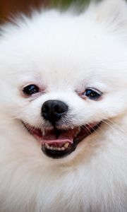 Preview wallpaper dog, funny, fluffy