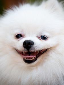 Preview wallpaper dog, funny, fluffy