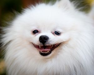 Preview wallpaper dog, funny, fluffy