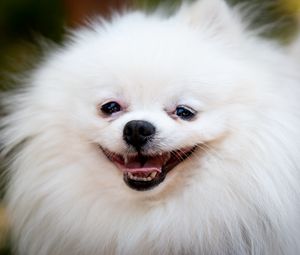 Preview wallpaper dog, funny, fluffy