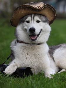 Preview wallpaper dog, furry, hat, white, lie