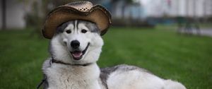Preview wallpaper dog, furry, hat, white, lie