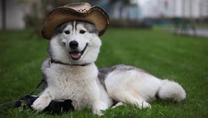 Preview wallpaper dog, furry, hat, white, lie