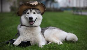 Preview wallpaper dog, furry, hat, white, lie