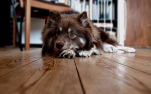 Preview wallpaper dog, furry, lie