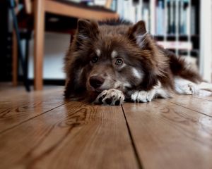Preview wallpaper dog, furry, lie