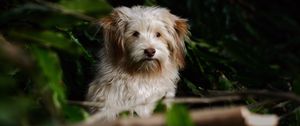 Preview wallpaper dog, furry, muzzle, motion blur