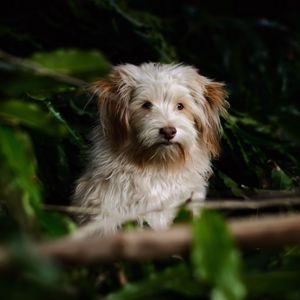 Preview wallpaper dog, furry, muzzle, motion blur