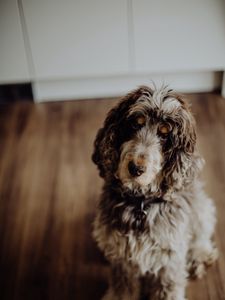 Preview wallpaper dog, furry, pet