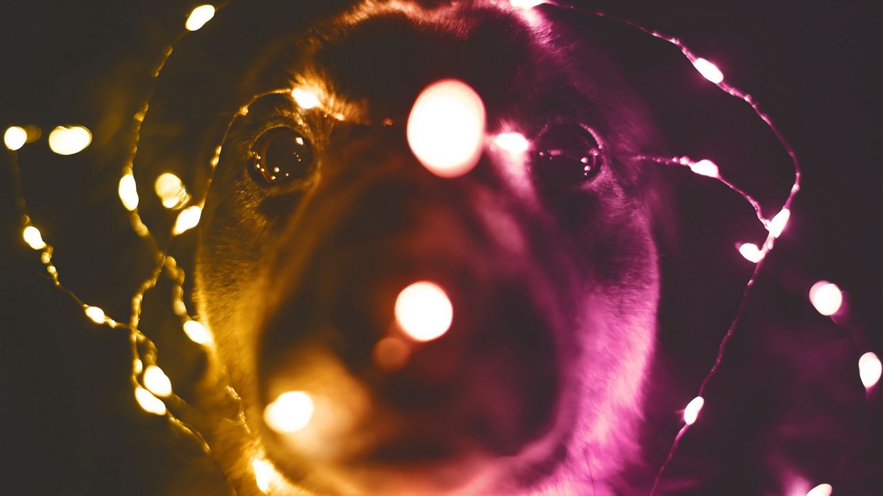 Wallpaper dog, garland, funny, light bulbs, light