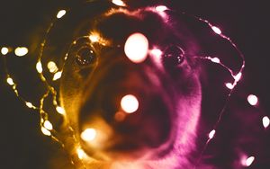 Preview wallpaper dog, garland, funny, light bulbs, light