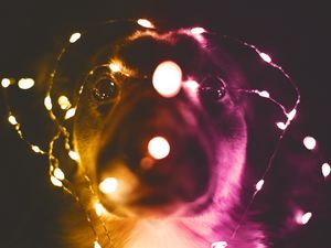 Preview wallpaper dog, garland, funny, light bulbs, light
