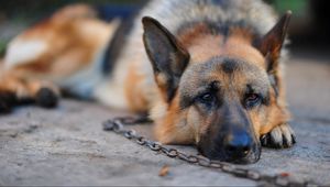 Preview wallpaper dog, german shepherd, chain, stay