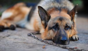 Preview wallpaper dog, german shepherd, chain, stay