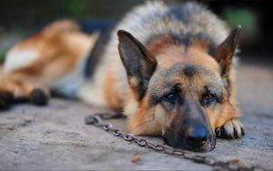 Preview wallpaper dog, german shepherd, chain, stay