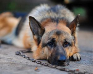 Preview wallpaper dog, german shepherd, chain, stay