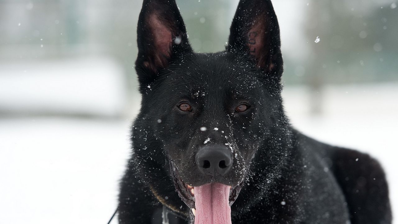 Wallpaper dog, german shepherd, snow, protruding tongue