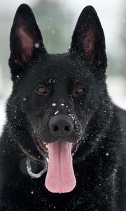 Preview wallpaper dog, german shepherd, snow, protruding tongue