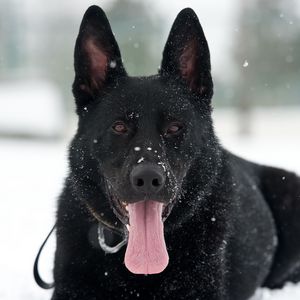 Preview wallpaper dog, german shepherd, snow, protruding tongue