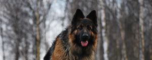 Preview wallpaper dog, german shepherd, tired, grass, running