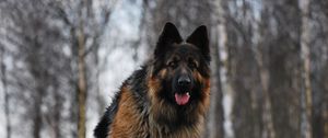 Preview wallpaper dog, german shepherd, tired, grass, running