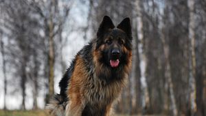 Preview wallpaper dog, german shepherd, tired, grass, running