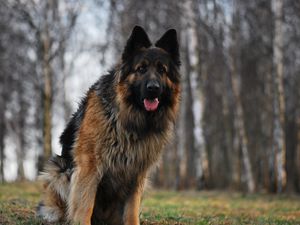 Preview wallpaper dog, german shepherd, tired, grass, running