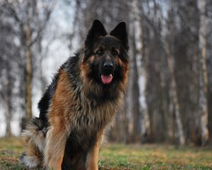 Preview wallpaper dog, german shepherd, tired, grass, running