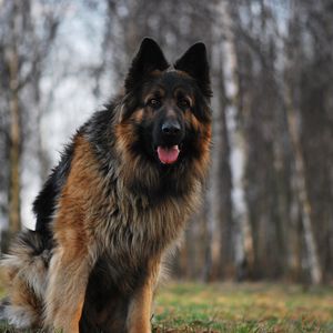 Preview wallpaper dog, german shepherd, tired, grass, running