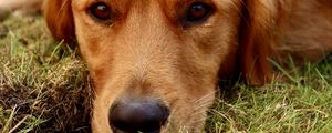 Preview wallpaper dog, glance, animal, pet