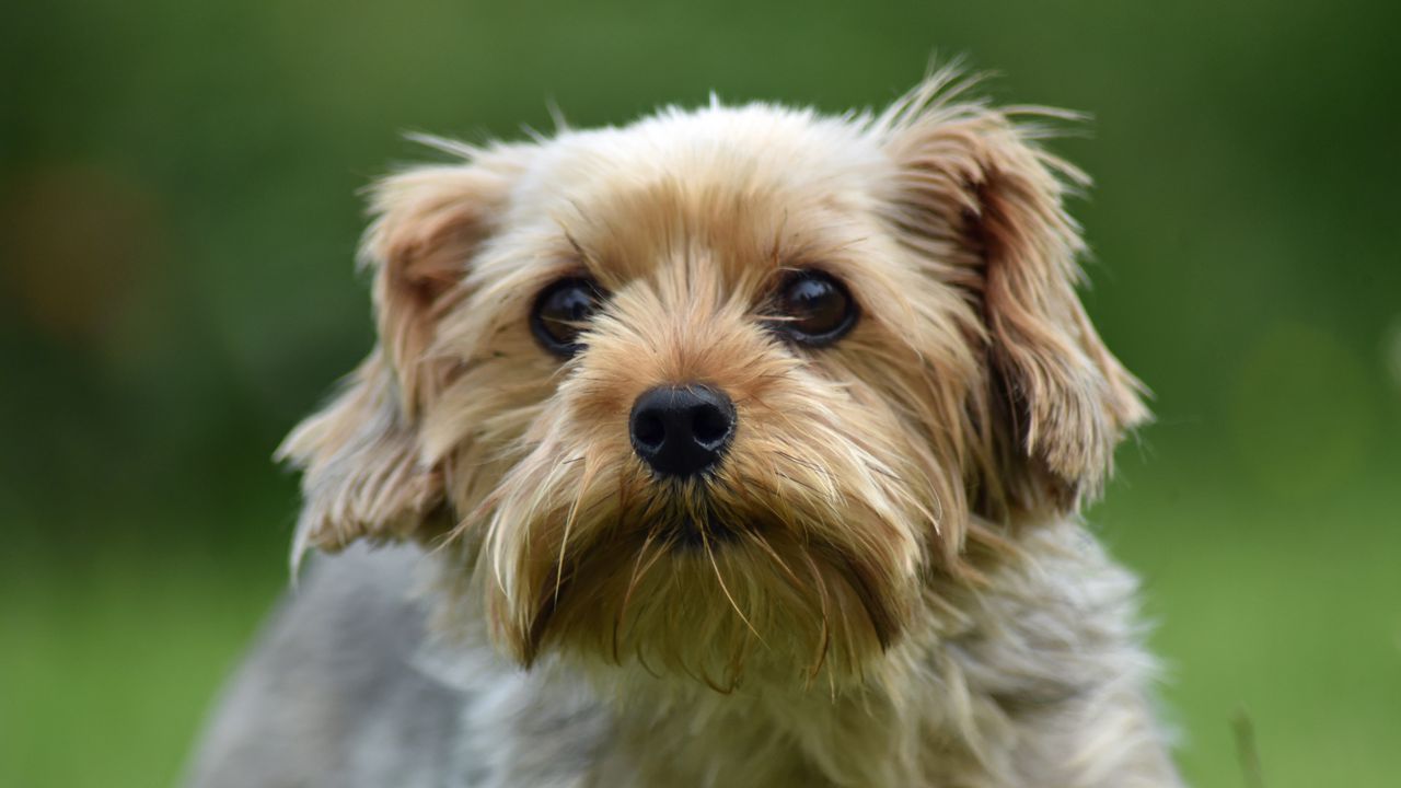 Wallpaper dog, glance, pet, wool, cute