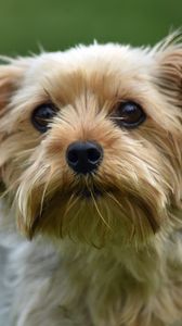 Preview wallpaper dog, glance, pet, wool, cute