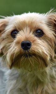 Preview wallpaper dog, glance, pet, wool, cute