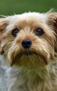 Preview wallpaper dog, glance, pet, wool, cute