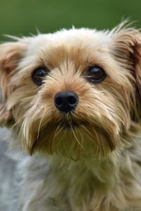 Preview wallpaper dog, glance, pet, wool, cute
